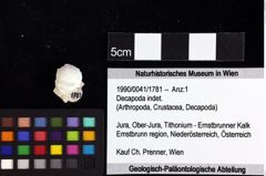 Foto (Objket + Etiketten) von Goniodromites bidentatus (Reuss, 1858) 
